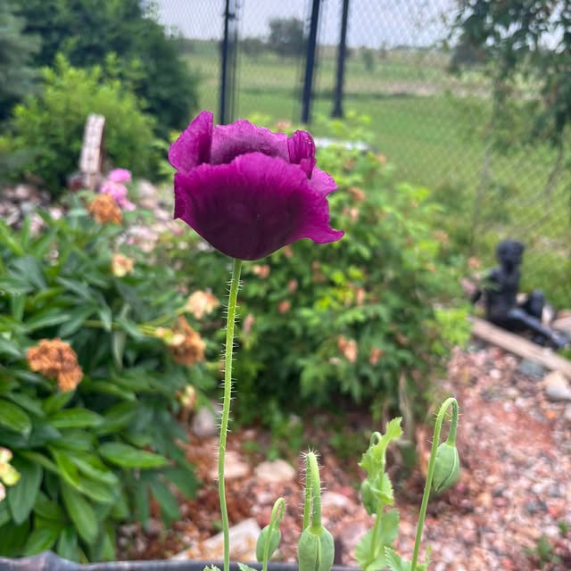 Happy summer from my garden