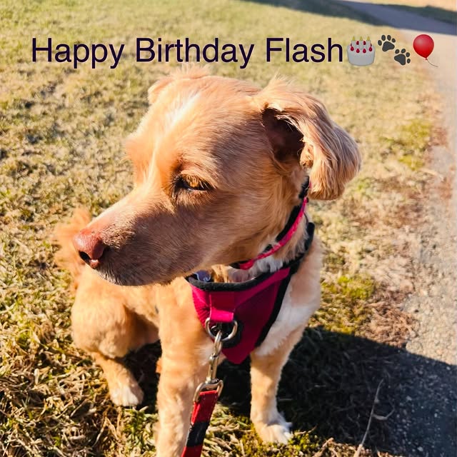 Happy Birthday, Flash